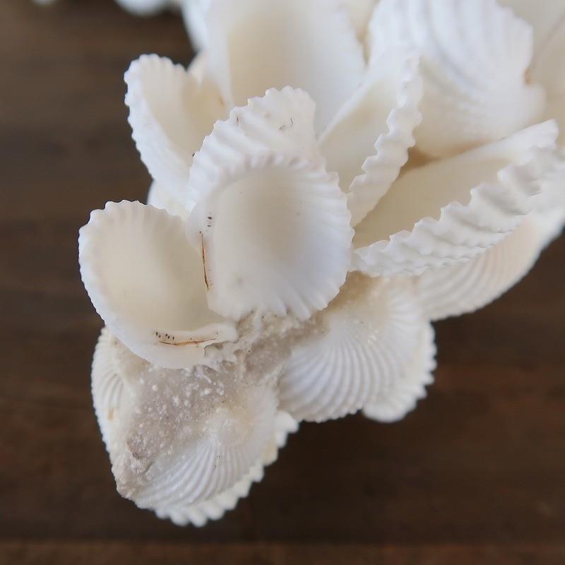 天然シェル 貝殻 デコレーション 壁掛け インテリア ボヘミアン 2個