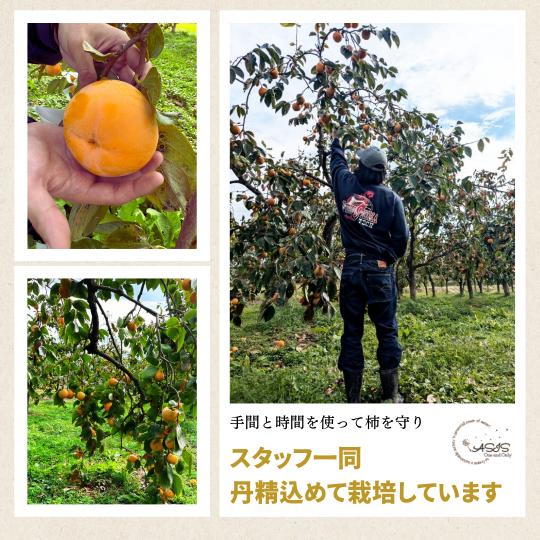 会津みしらず柿ドライフルーツ 20g入5個セット 福島県 会津産 贈り物