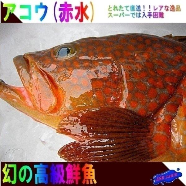 天然物アコウ 赤水 1尾1kg前後 900g以上 あかみず きじはた キジハタ アカミズ あこう 魚 鮮魚 着日指定は できません Tpv Mensalus Es