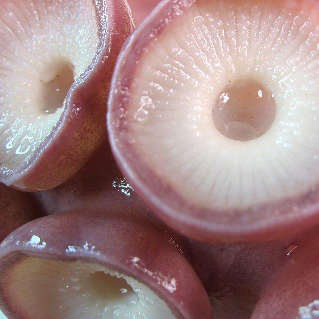 お刺身用「タコ足1本、1.5〜2kg」巨大、山陰境港産．．．特大