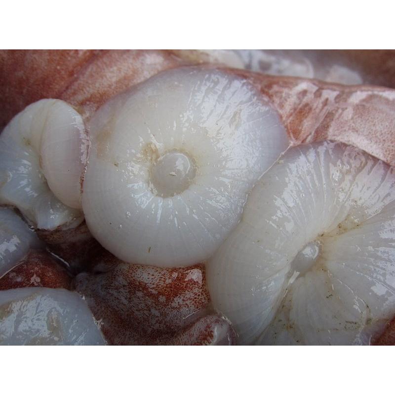 お刺身用「タコ足1本、1.5〜2kg」巨大、山陰境港産．．．特大・極太な