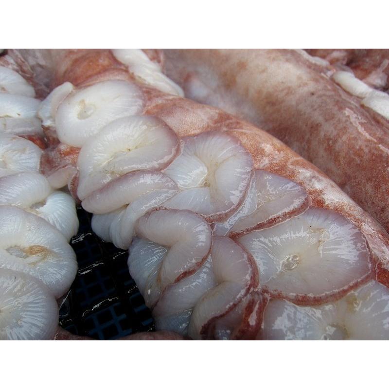 お刺身用「タコ足1本、1.5〜2kg」巨大、山陰境港産．．．特大