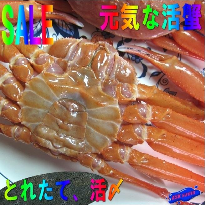 活〆生冷凍、紅ずわい蟹　L5尾（2kg以上） 刺し・焼き・鍋・蒸し何でもok　(紅ずわい蟹)｜ask-sanin