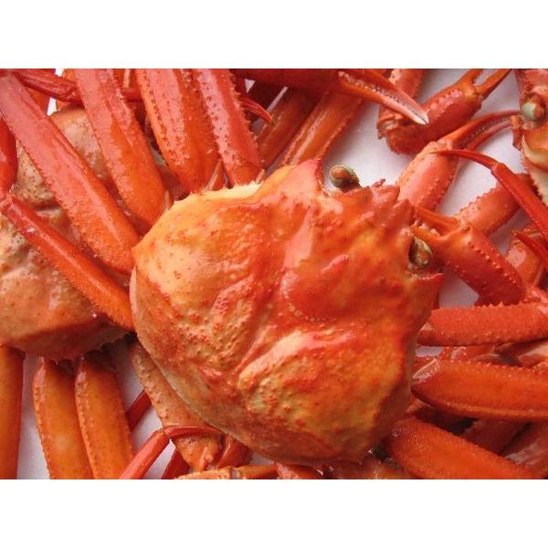 名人の浜茹で蟹、B10kg(冷凍) 蟹の本場、山陰境港産　(紅ずわい蟹)｜ask-sanin｜04