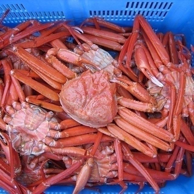 【即納】名人の「冷凍 浜茹で蟹L-2.5kg」または茹で上げ．．．お急ぎの方は是非　(紅ずわい蟹)｜ask-sanin｜05
