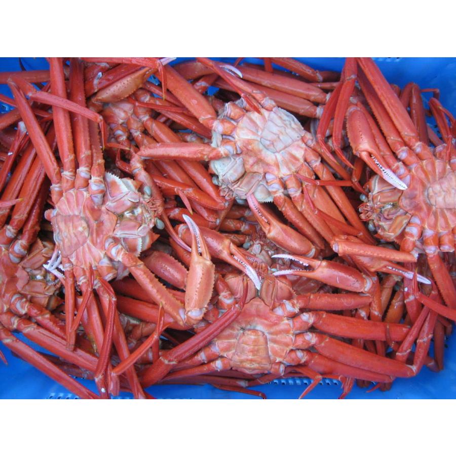 【即納】名人の「冷凍 浜茹で蟹L-2.5kg」または茹で上げ．．．お急ぎの方は是非　(紅ずわい蟹)｜ask-sanin｜09