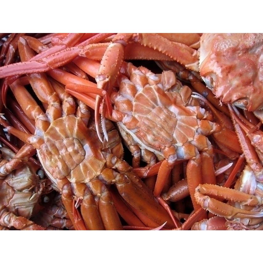 【即納】名人の「浜茹で蟹L-5kg」茹で上げ即冷凍．．．お急ぎの方は是非　(紅ずわい蟹)｜ask-sanin｜07