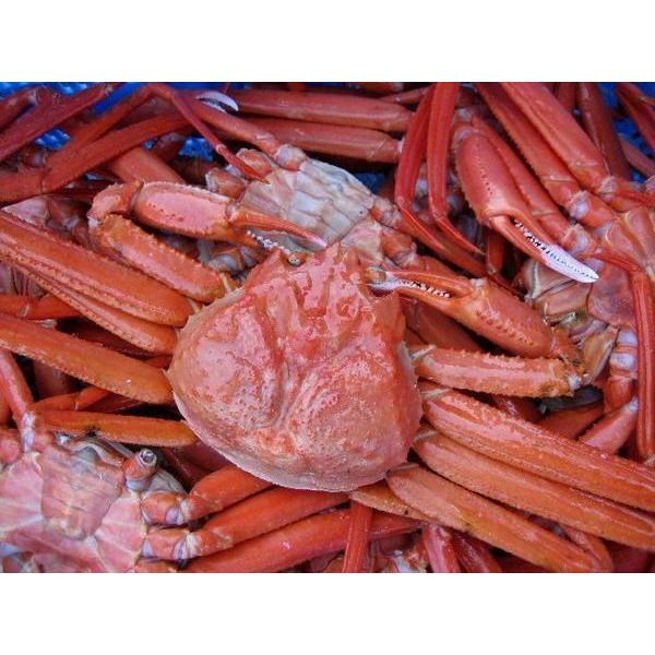 【即納】名人の「浜茹で蟹L-5kg」茹で上げ即冷凍．．．お急ぎの方は是非　(紅ずわい蟹)｜ask-sanin｜08