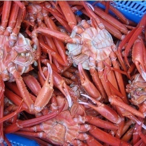 紅ずわい蟹Mサイズ1匹(300-400g)　かに　カニ｜ask-sanin｜05