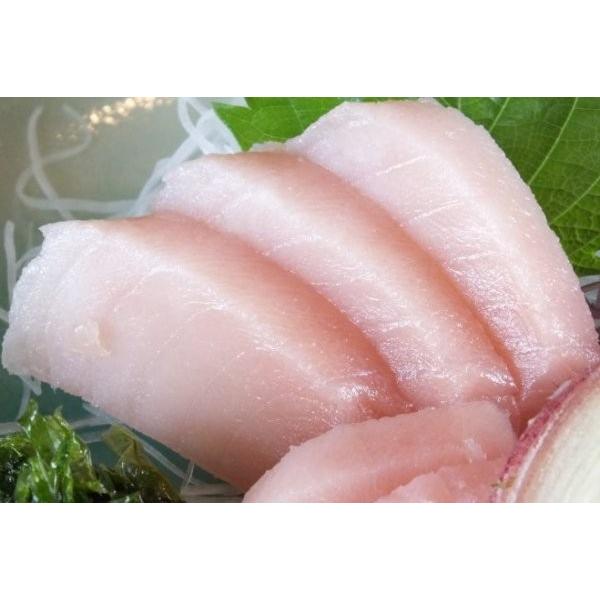 トロビンチョウ1kg位 まぐろ マグロ 鮪 びんちょう ビンチョウ びんとろ ビントロ Bintoro Ask Sanin 山陰境港 通販 Yahoo ショッピング