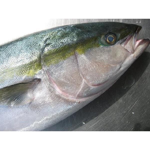 天然物ハマチ3kg前後 ぶり はまち 鰤 ハマチ ブリ : ASK sanin 山陰