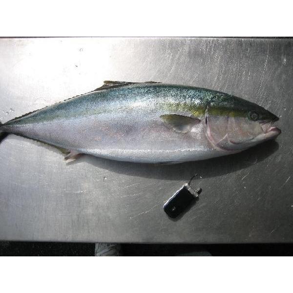 天然物ハマチ3kg前後 ぶり はまち 鰤 ハマチ ブリ : ASK sanin 山陰