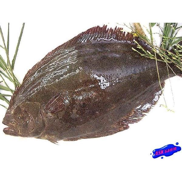 天然物 平目5kg前後 ひらめ ヒラメ 平目 鮃 Hirame01 Ask Sanin 山陰境港 通販 Yahoo ショッピング
