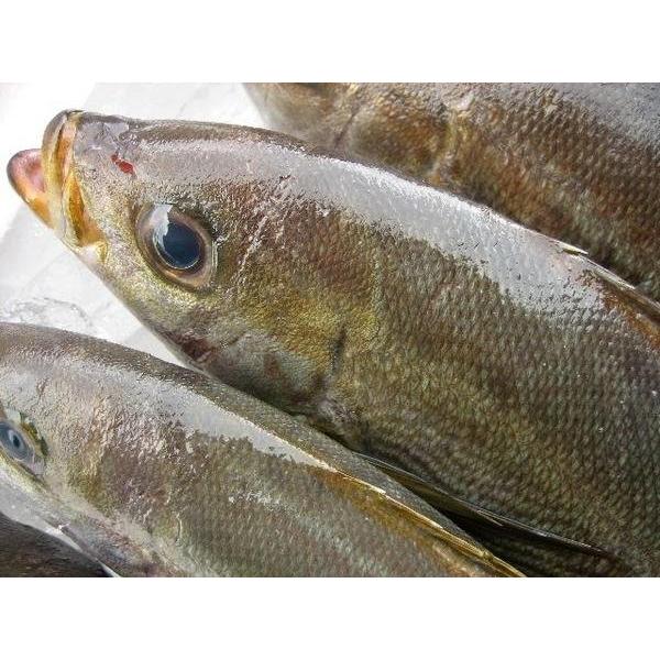 いさき10尾程度で5kg　イサキ　イサギ　エサキ　イソキ　イセギ　_2