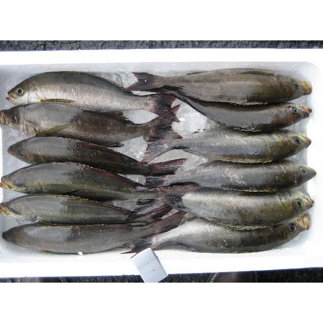 いさき10尾程度で5kg　イサキ　イサギ　エサキ　イソキ　イセギ　_4