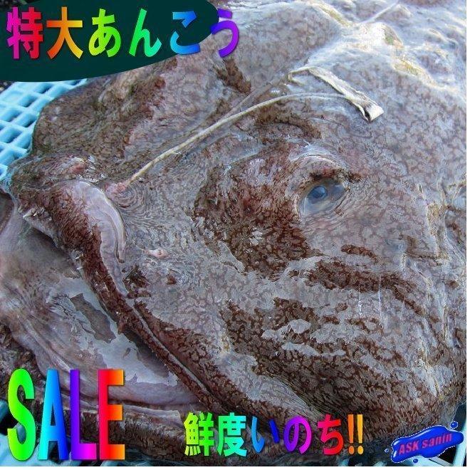 とれたて「活あんこう1尾 6kg以上」鍋なら12人前．．．料亭の味をご