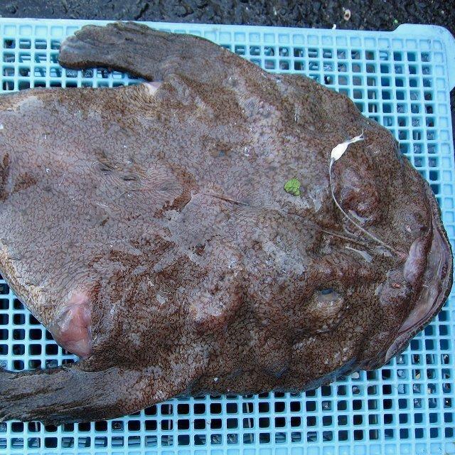 とれたて「活あんこう1尾 6kg以上」鍋なら12人前．．．料亭の味をご