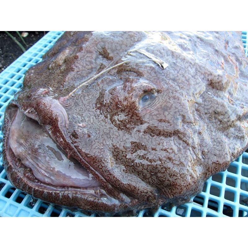 とれたて「活あんこう1尾 6kg以上」鍋なら12人前．．．料亭の味をご