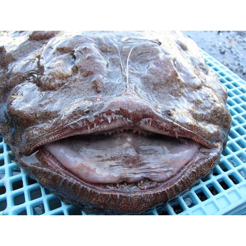 とれたて「活あんこう1尾 6kg以上」鍋なら12人前．．．料亭の味をご