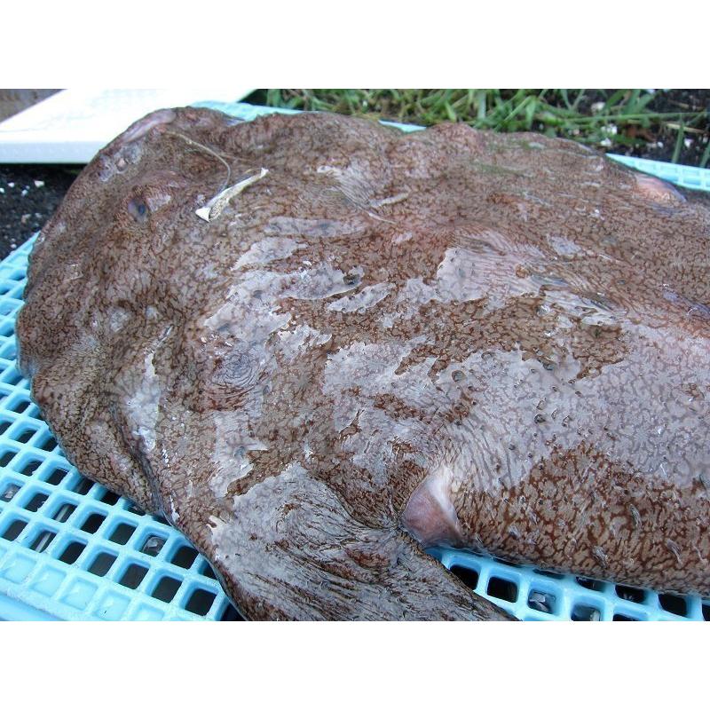 とれたて「活あんこう1尾 6kg以上」鍋なら12人前．．．料亭の味をご