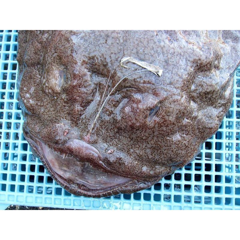 とれたて「活あんこう1尾 6kg以上」鍋なら12人前．．．料亭の味をご