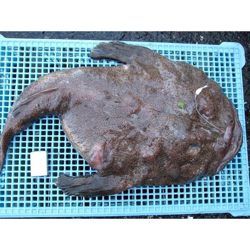 とれたて「活あんこう1尾 6kg以上」鍋なら12人前．．．料亭の味をご