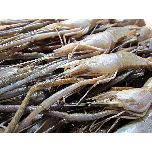 手長海老 川エビ 500g えび 海老 川海老 Kawaebi Ask Sanin 山陰境港 通販 Yahoo ショッピング
