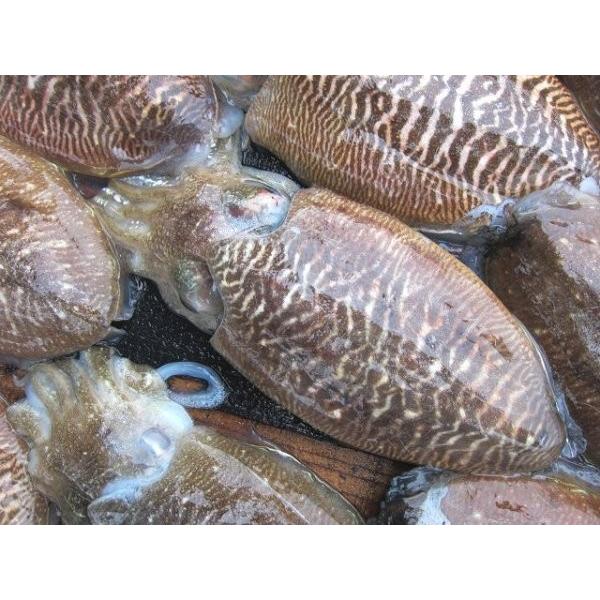 確認用 コウイカの甲 Comunidadplanetaazul Com