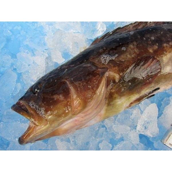 幻の高級魚 クエ1尾1 5 2kg くえ あら アラ 九絵 クエマス アオナ モロコ Kue Ask Sanin 山陰境港 通販 Yahoo ショッピング