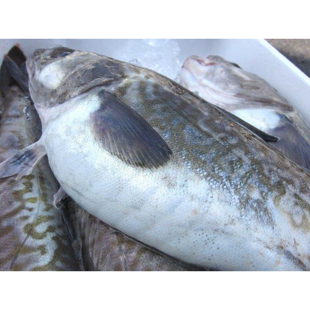 ★白子・肝入り★「活生、真鱈オス 7-8kg」特大 『魚王国』境港産｜ask-sanin｜02