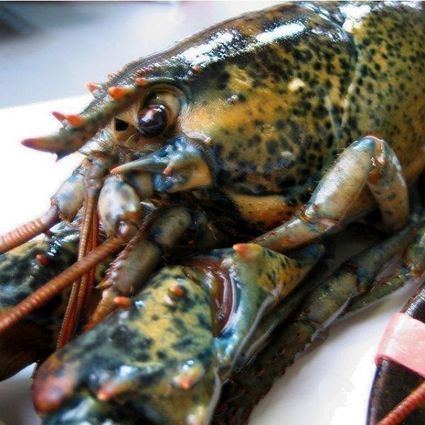 特大生オマール400〜450g×12尾(活冷凍) おまーる ろぶすたー