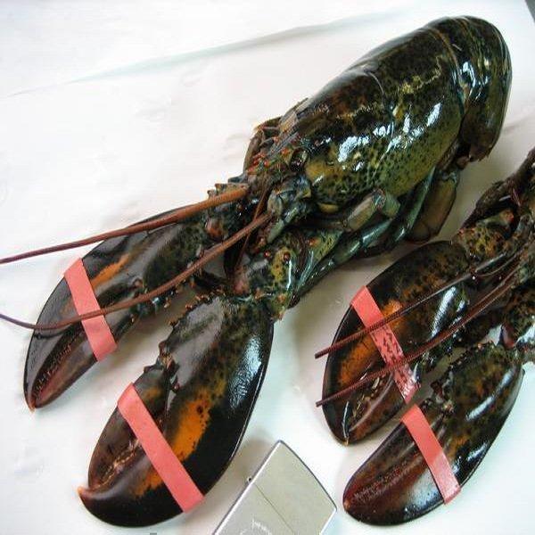 特大生オマール400〜450g×12尾(活冷凍) おまーる ろぶすたー