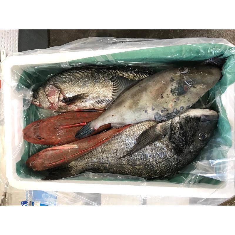 朝〆・採れたて鮮魚セット 朝採れ、おまかせ鮮魚セット3500円 : ASK sanin 山陰境港 - 通販