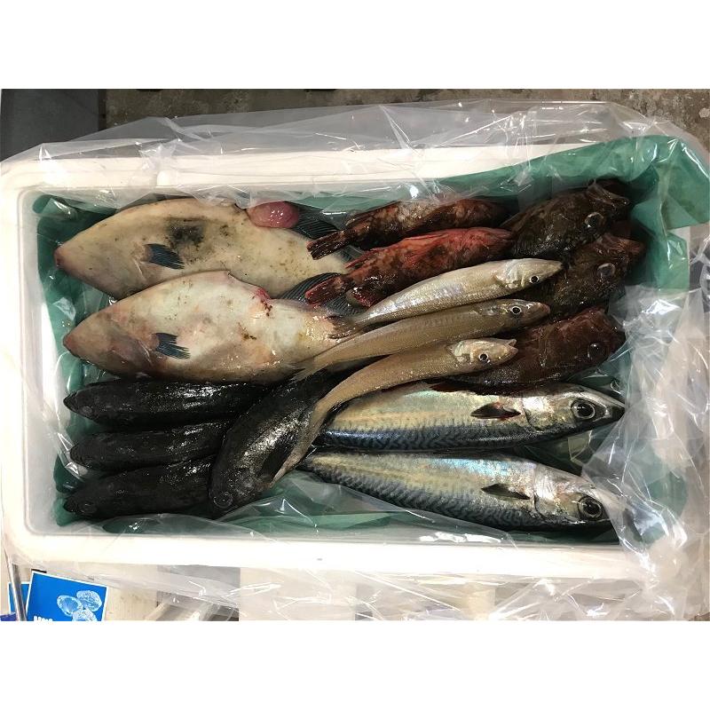 朝採れ、おまかせ鮮魚セット5000円 : ASK sanin 山陰境港 - 通販