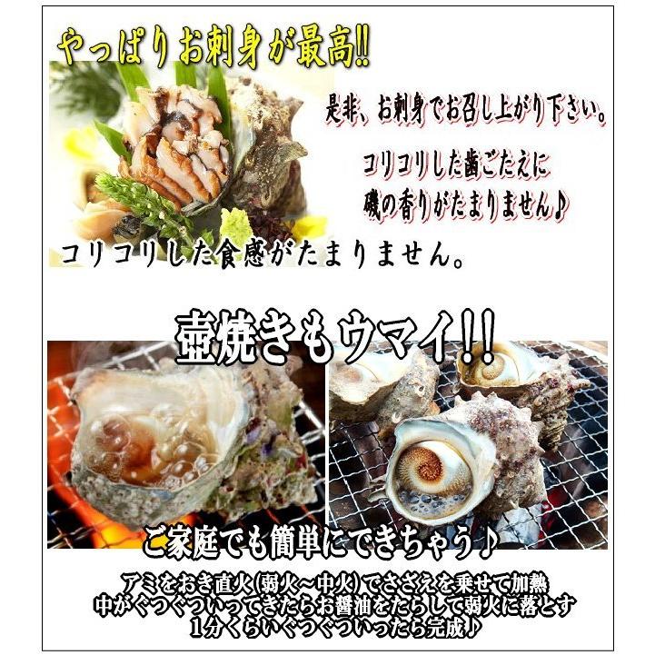 漁師が素潜りで採った活さざえ2kg詰め、20個程度 さざえ 栄螺 サザエ