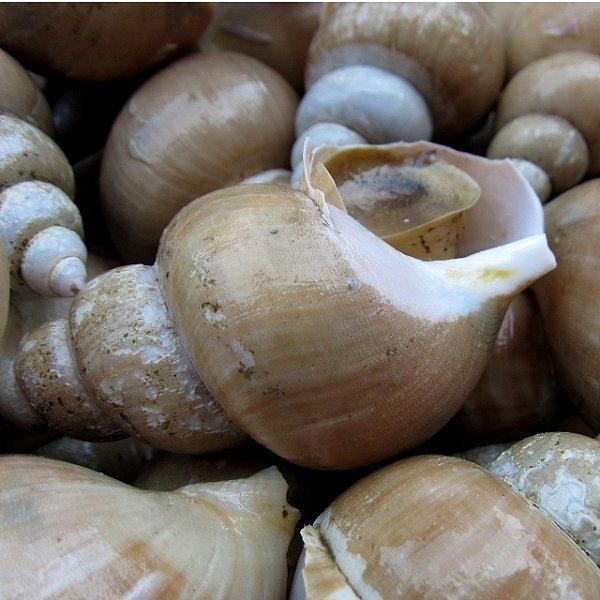 白バイ3kg入り 肝の塩茹もgood ばいがい バイ貝 カイ かい Sirobai5 Ask Sanin 山陰境港 通販 Yahoo ショッピング