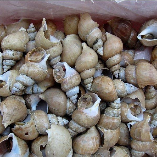 白バイ3kg入り 肝の塩茹もgood ばいがい バイ貝 カイ かい Sirobai5 Ask Sanin 山陰境港 通販 Yahoo ショッピング