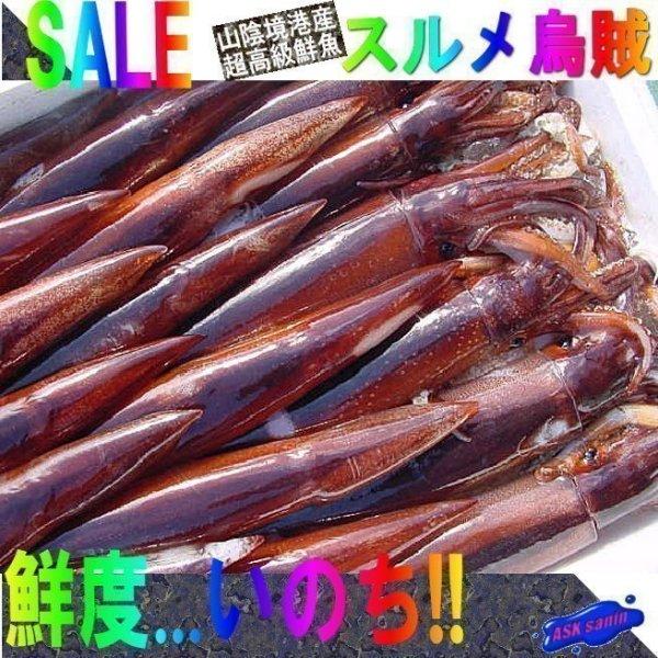 上等 お刺身用 スルメイカ杯前後で4kg位 冷凍 するめ スルメ 烏賊