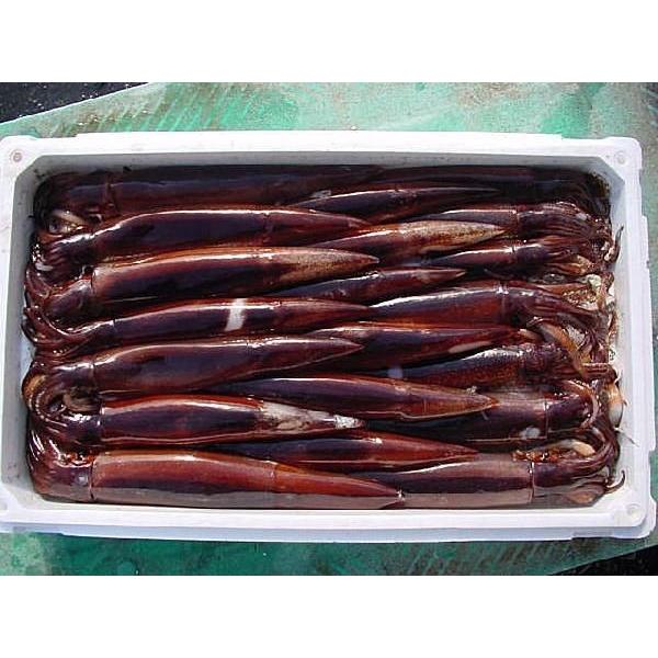 上等 お刺身用 スルメイカ杯前後で4kg位 冷凍 するめ スルメ 烏賊 いか 真烏賊 マイカ 低価格化