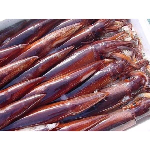 お刺身用 スルメイカ杯前後で4kg位 冷凍 するめ スルメ 年間定番 マイカ 真烏賊 いか 烏賊