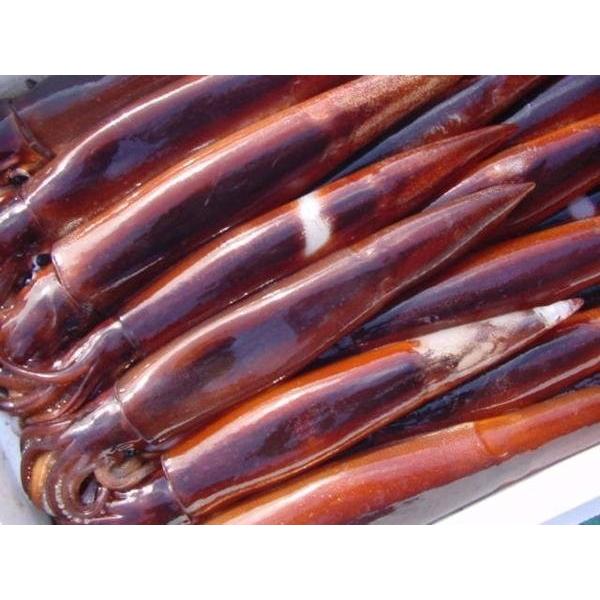 お刺身用 スルメイカ杯前後で4kg位 冷凍 するめ スルメ 年間定番 マイカ 真烏賊 いか 烏賊