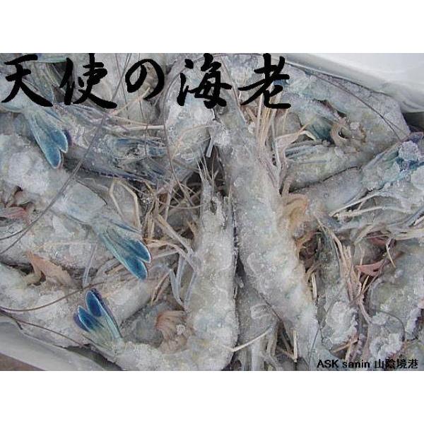 天使の海老1kg(30〜40尾) 天使 海老 えび エビ : ASK sanin 山陰境港