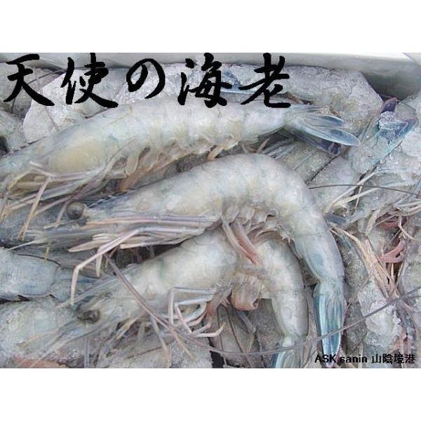 天使の海老1kg(30〜40尾) 天使 海老 えび エビ : ASK sanin 山陰境港