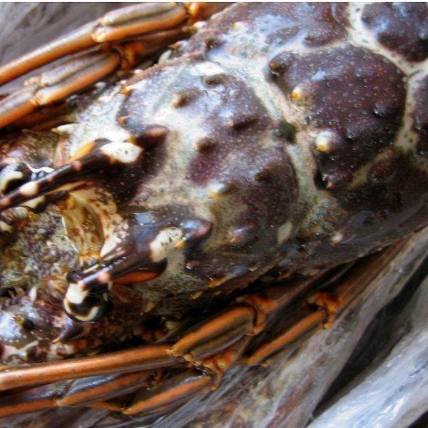 伊勢海老 ロブスター 3尾セット 1尾400g以上 400 460g いせえび イセエビ ロブスター Titinohiiseebi3 Ask Sanin 山陰境港 通販 Yahoo ショッピング