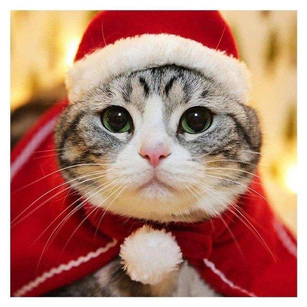 クリスマス 衣装 犬 猫 服 ペット服 サンタ トナカイ ドッグウェア キャットウェア ねこ 犬の服 猫の洋服 冬 可愛い Xrxc Asmart Shopping 通販 Yahoo ショッピング