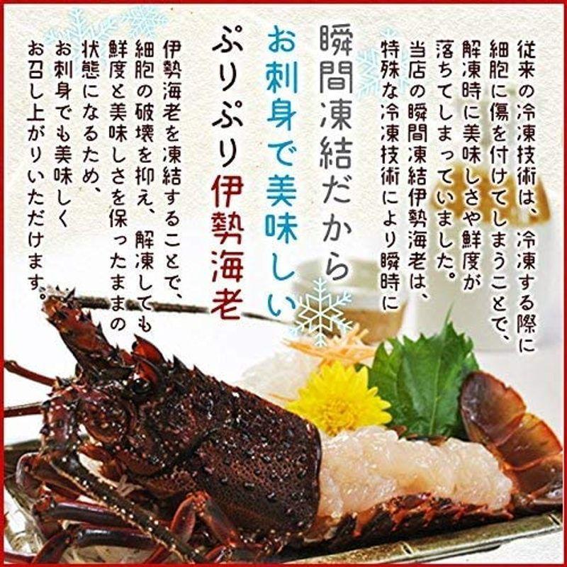 超安い 三重県産 伊勢エビ 冷凍 瞬間 刺身用 ７尾で約１ ５ｋｇ 詰合せ 伊勢海老 エビ Www Ja Kitakyu Or Jp