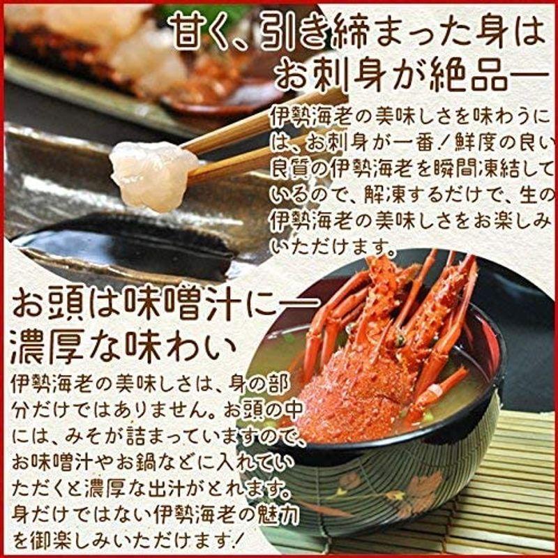 超安い 三重県産 伊勢エビ 冷凍 瞬間 刺身用 ７尾で約１ ５ｋｇ 詰合せ 伊勢海老 エビ Www Ja Kitakyu Or Jp