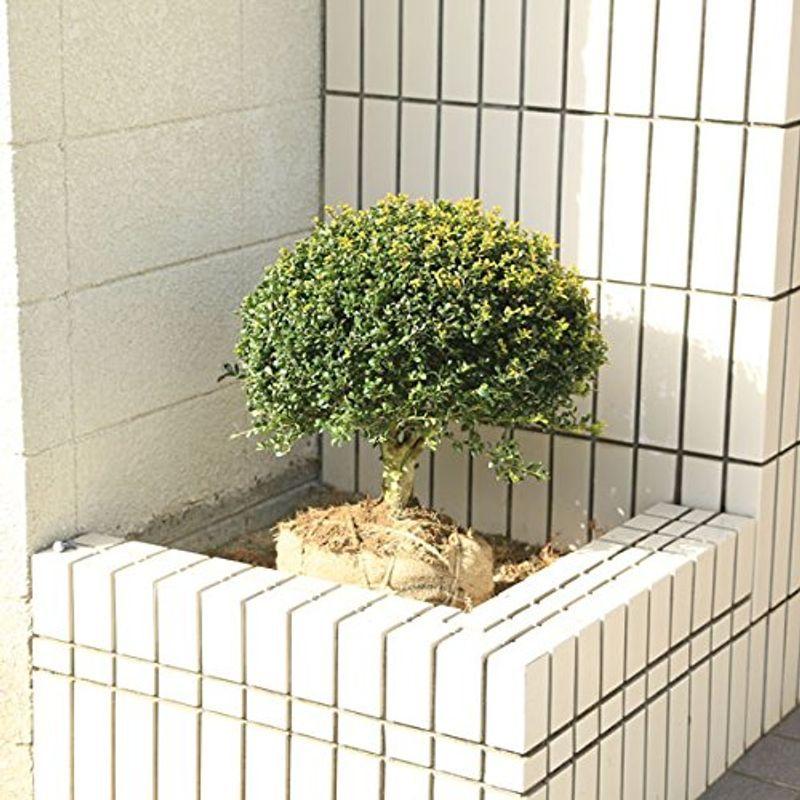 庭木 キンメツゲ 玉作り 特大株佐川急便発送 鉢 プランター Assignの庭木 キンメツゲ 玉作り 特大株佐川急便発送 ならショッピング ランキングや口コミも豊富なネット通販 更にお得なpaypay残高も スマホアプリも充実で毎日どこからでも気に