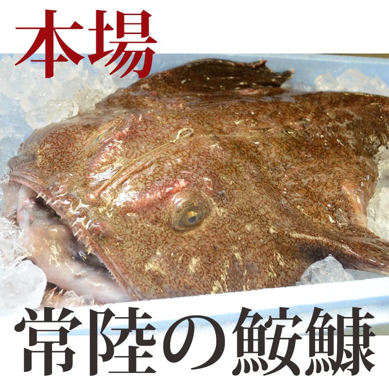 あんこう鍋セット（2人前） 送料無料 茨城 常陸 鮟鱇 国産 あん