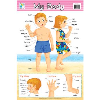 子ども用英語ポスター My Body Wall Charts 身体の名前を覚えよう 体の部位 Edu036 Asukabc Online 通販 Yahoo ショッピング